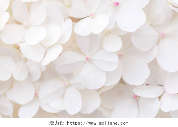 白色的大水仙花宏观照片，大型白色水仙花，自然背景